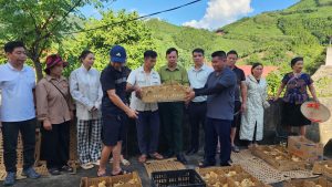 2.400 con gà giống tiếp sức nông dân Nghĩa Đô thoát nghèo