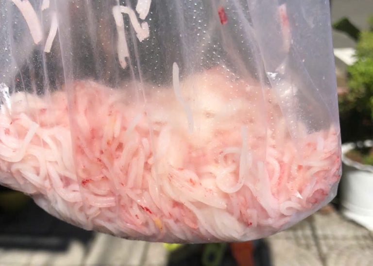 Lý giải hiện tượng bún chuyển màu đỏ ở Đà Nẵng: Do vi sinh vật tạo sắc tố