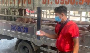 Phát hiện vụ vận chuyển lợn nhiễm dịch tả đang trên đường đi tiêu thụ