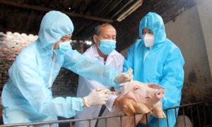 Lào Cai: Chủ động tiêm hơn 11 nghìn liều vắc-xin phòng dịch tả lợn châu Phi