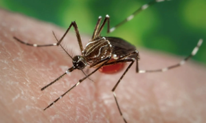 Việt Nam chưa ghi nhận ca mắc bệnh Chikungunya, Bộ Y tế cảnh báo nguy cơ xâm nhập