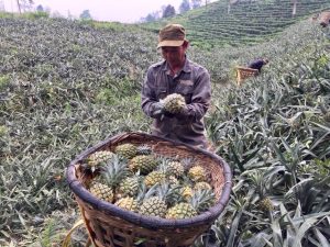 Nông dân xã Bản Lầu nâng cao thu nhập nhờ phát triển cây dứa hàng hóa