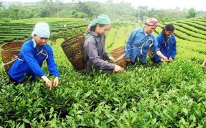 Xã Phú Nhuận phát triển nông thôn mới từ mô hình trồng chè