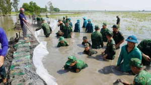 Bộ đội Tây Ninh hỗ trợ dân gia cố đê, cứu lúa ở Đồng Tháp Mười