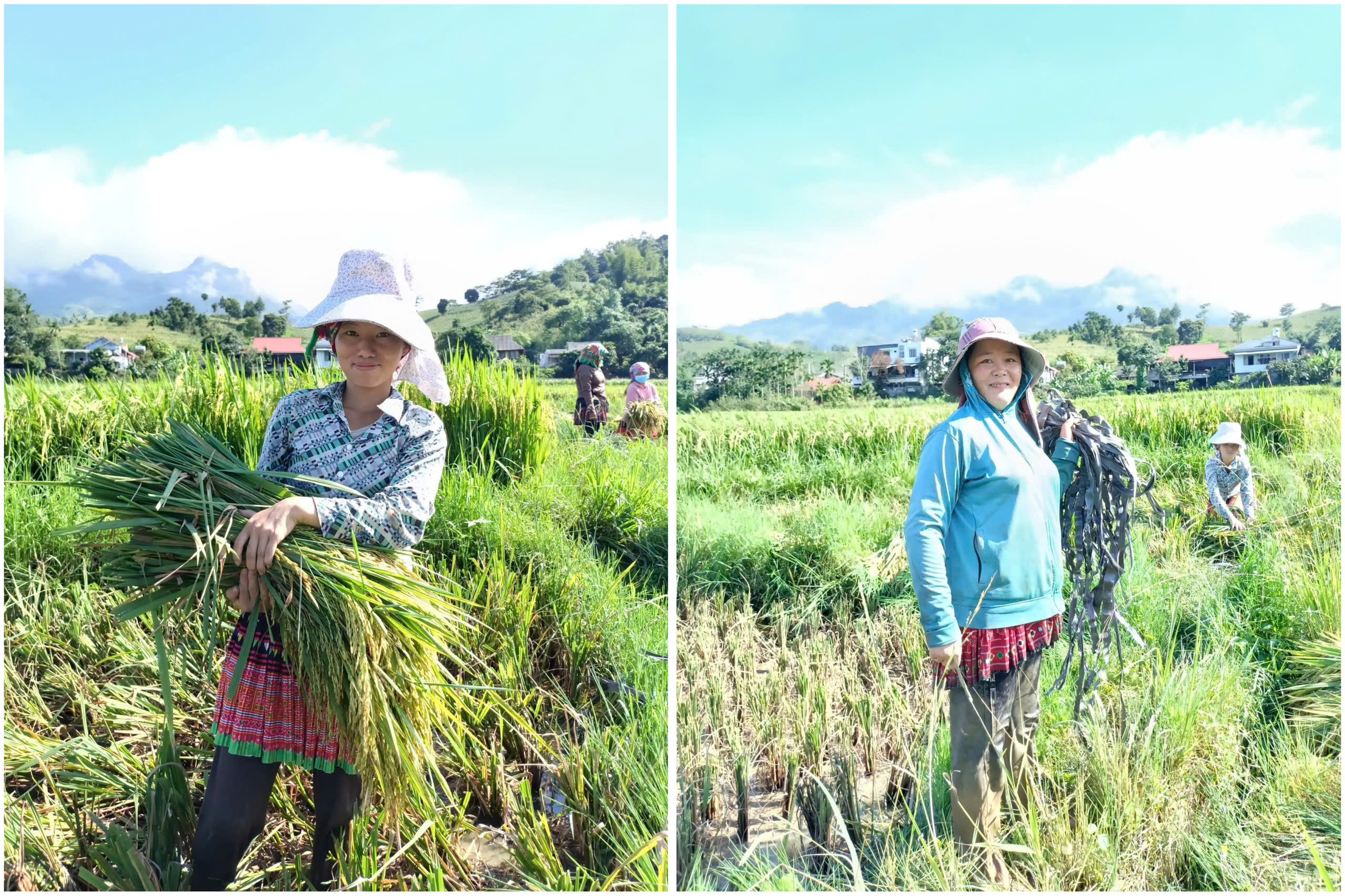 Nông dân Văn Chấn khẩn trương thu hoạch lúa hè thu, ổn định sản xuất sau bão
