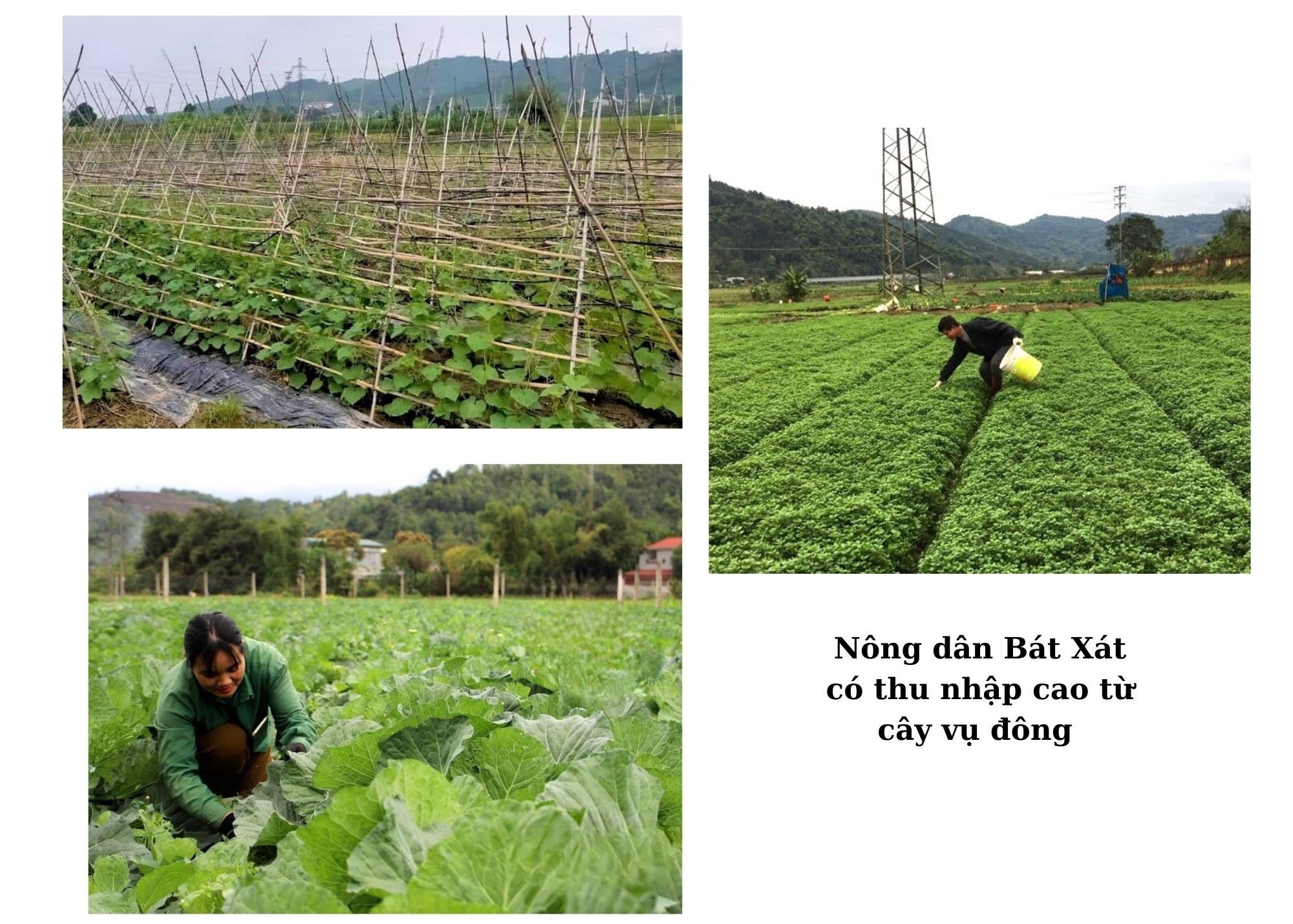 Nông dân Bát Xát: Từ bàn tay cần cù đến khát vọng nông thôn thịnh vượng