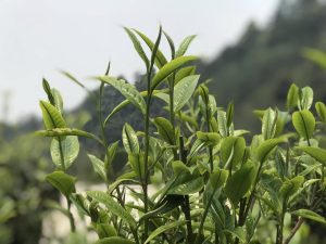 Giàng Pằng giữa mây ngàn: Nơi những “cụ chè” Shan tuyết kể chuyện trăm năm trên đỉnh Sơn Lương