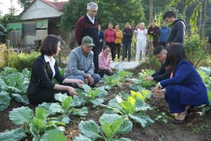 Trấn Yên khơi dậy sức sống nông nghiệp sạch: Hội phụ nữ lan tỏa mô hình trồng rau hữu cơ từ cộng đồng