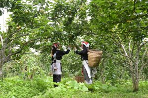 Lê VH6 thành “biểu tượng xanh” của Mường Hum: Hành trình 10 năm đổi thay tư duy nông nghiệp vùng cao