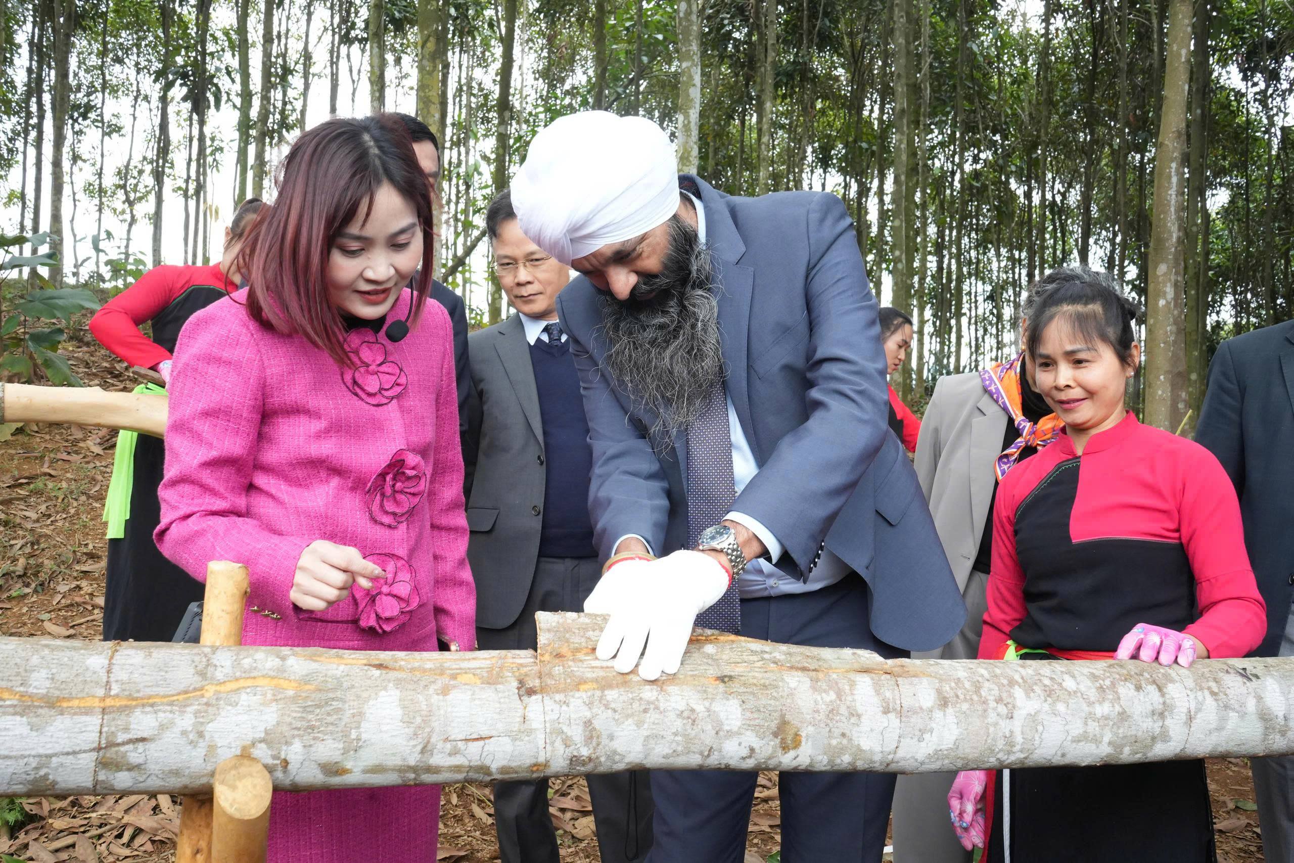 Từ rừng quế Trấn Yên đến mô hình phát triển bền vững được Canada quan tâm